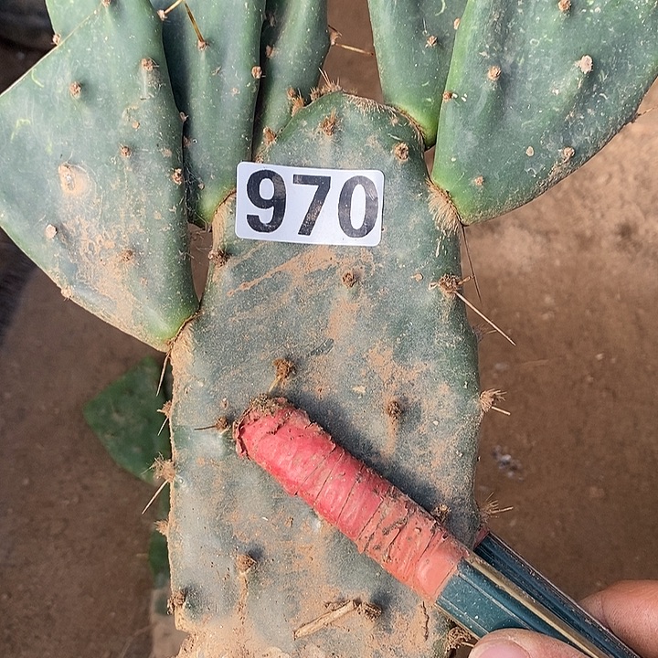 大***斌多头仙人掌970一颗