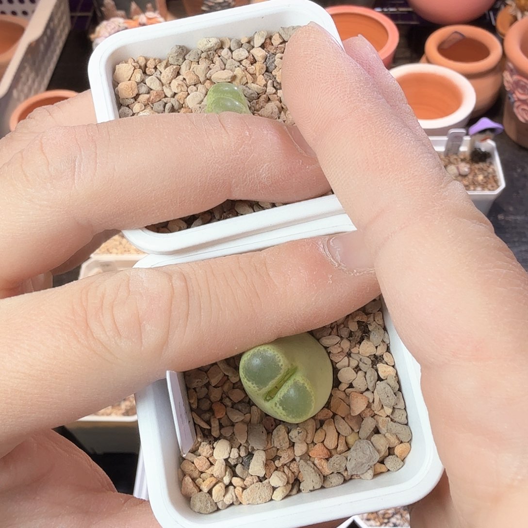 K****?dy1 kfc海豹风