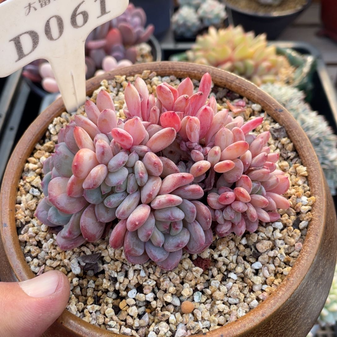 061玛瑙缀不带盆10厘米