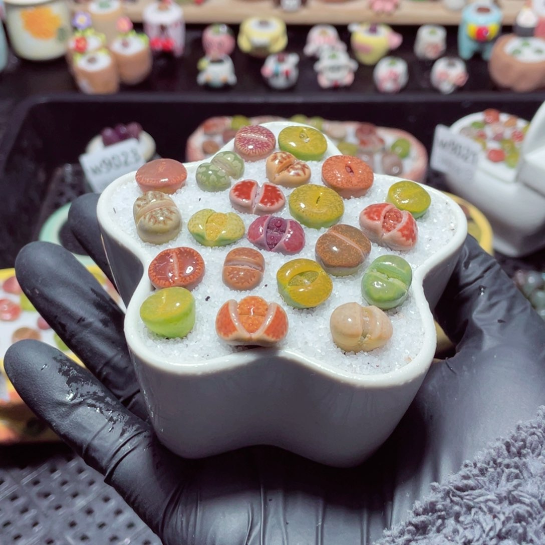 w9029--带盆土发货，零下地区拍保温箱