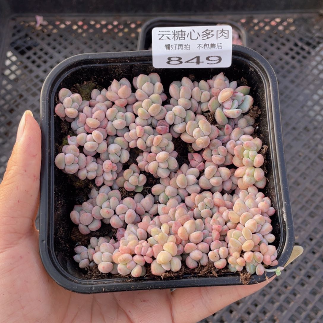 云糖心多肉植物849