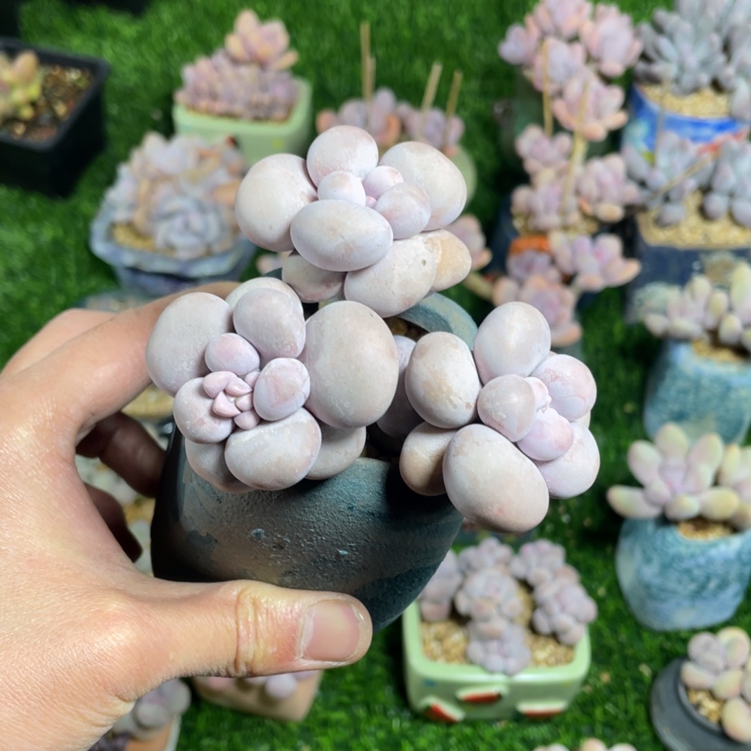 烟美人奶酪多肉植物