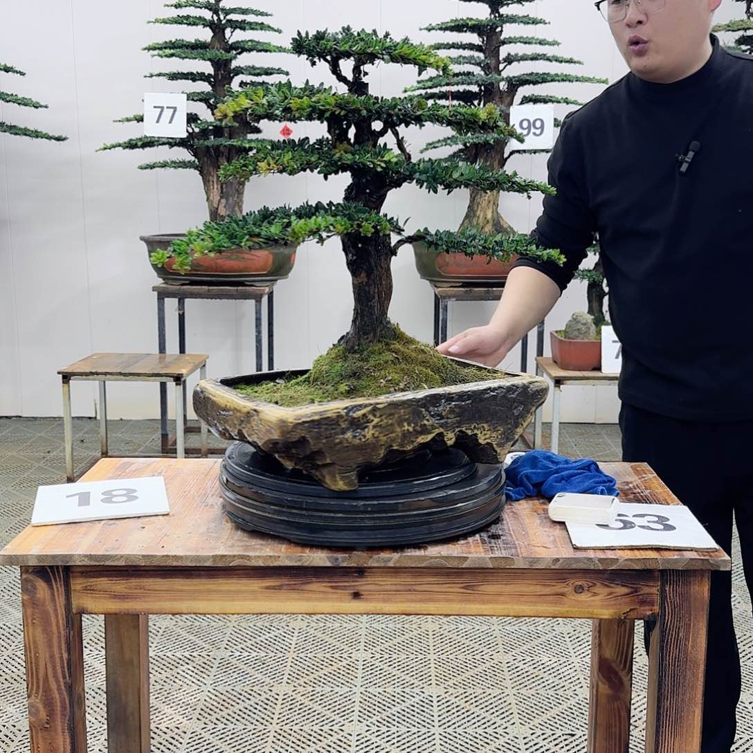 盆景罗汉松造型盆景