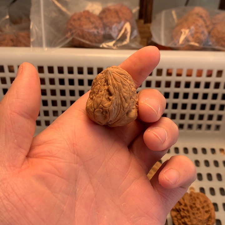 治***馆把件文玩核桃小籽