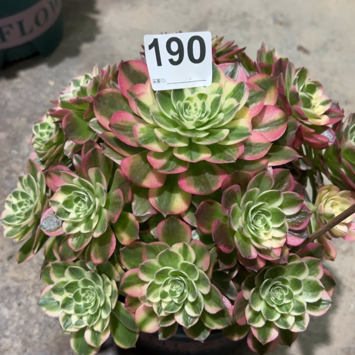 190海王22厘米左右