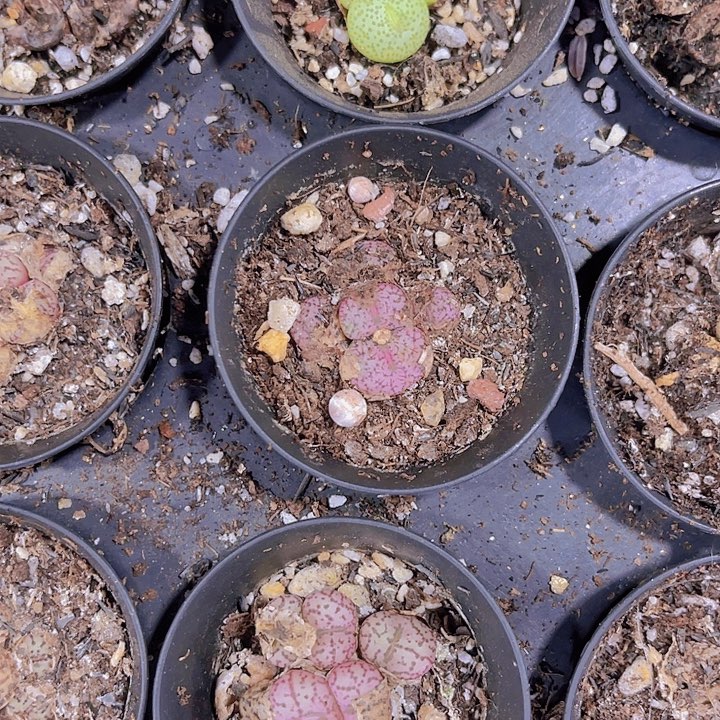 精品安贞带盆土发