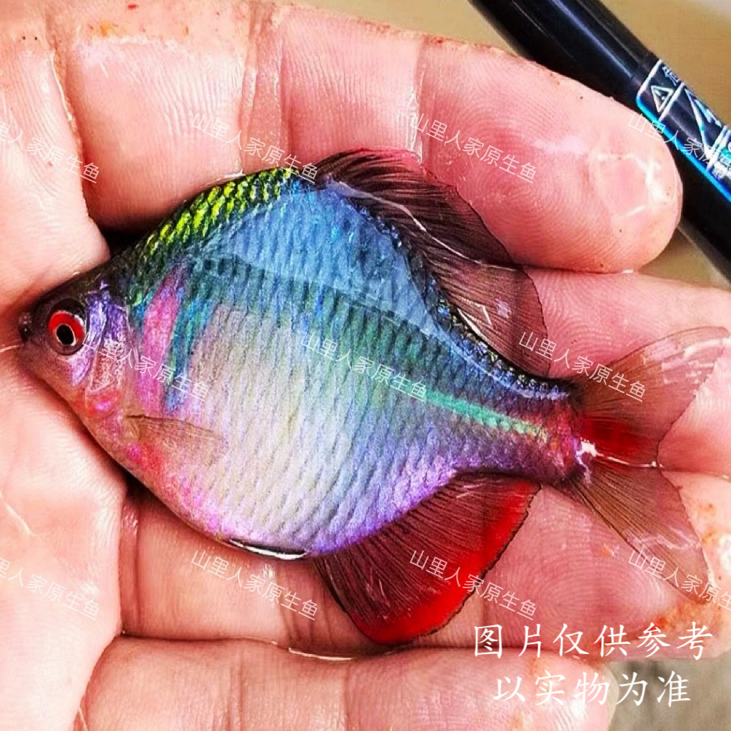 高体鳑鲏球体发色靓丽发大尺寸鳑鲏七彩鱼彩虹鱼群游耐活耐养包邮