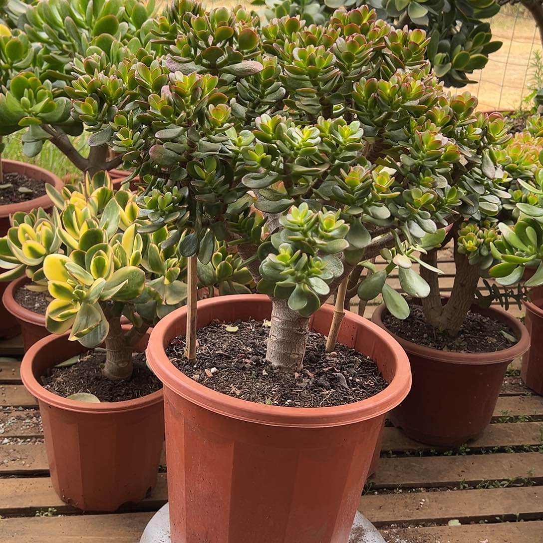 6年摇钱树带土球发货