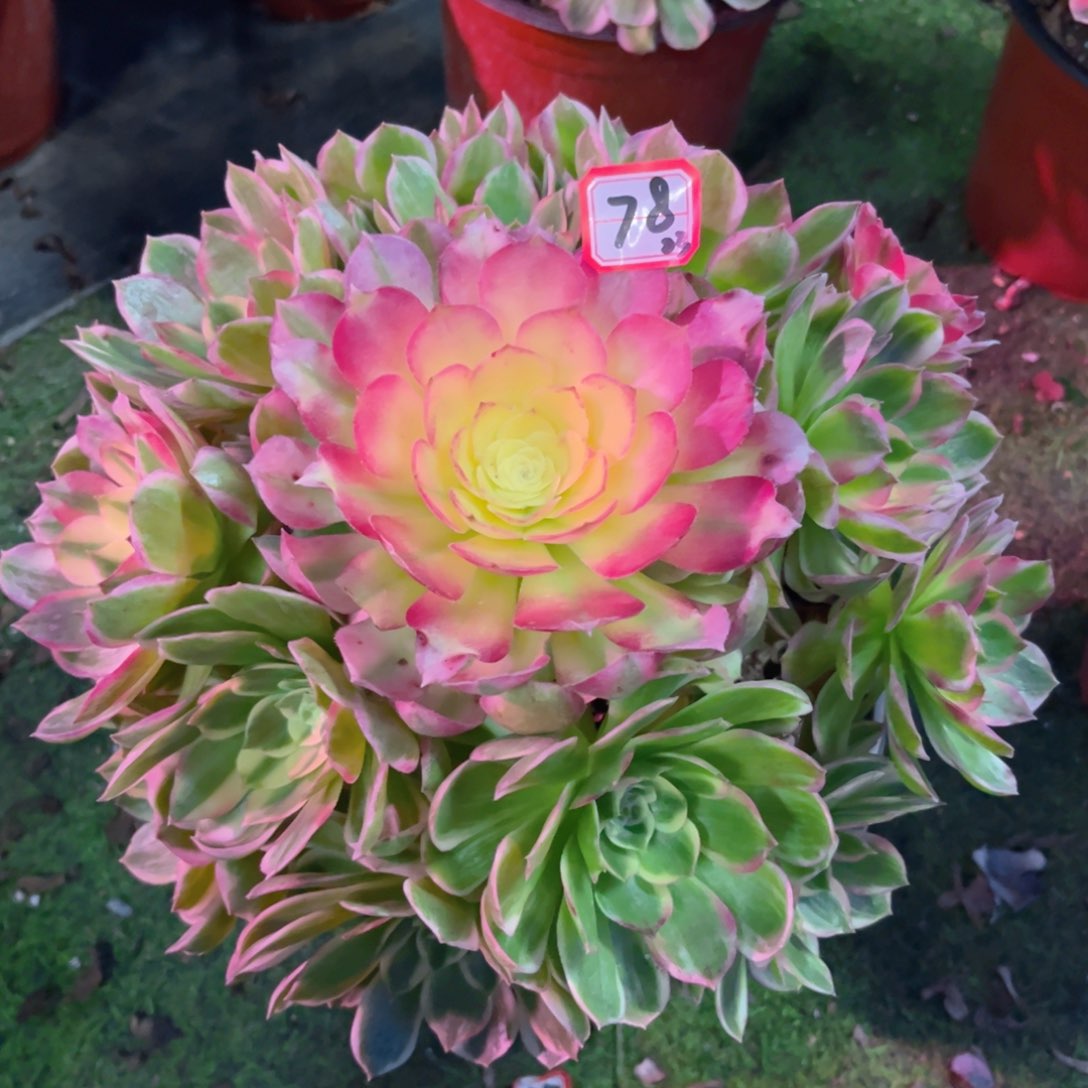 78海仙法师多肉植物