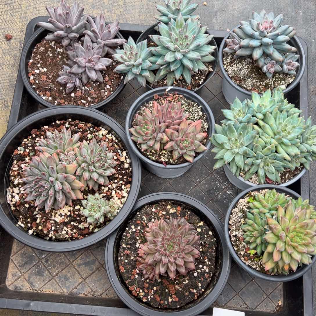 青****诺2538一筐不包整肉肉肉肉肉