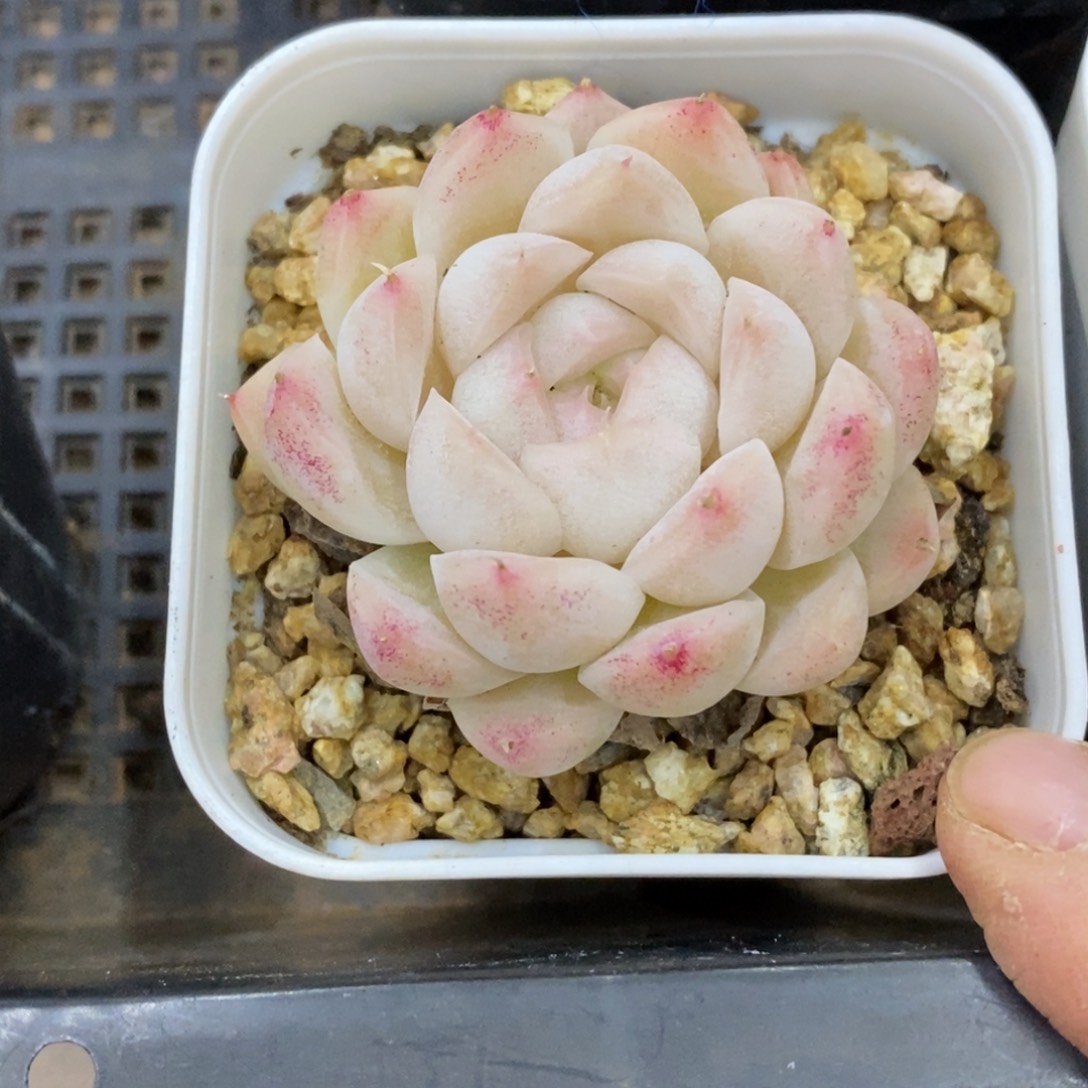 精品多肉一物一拍不包整443