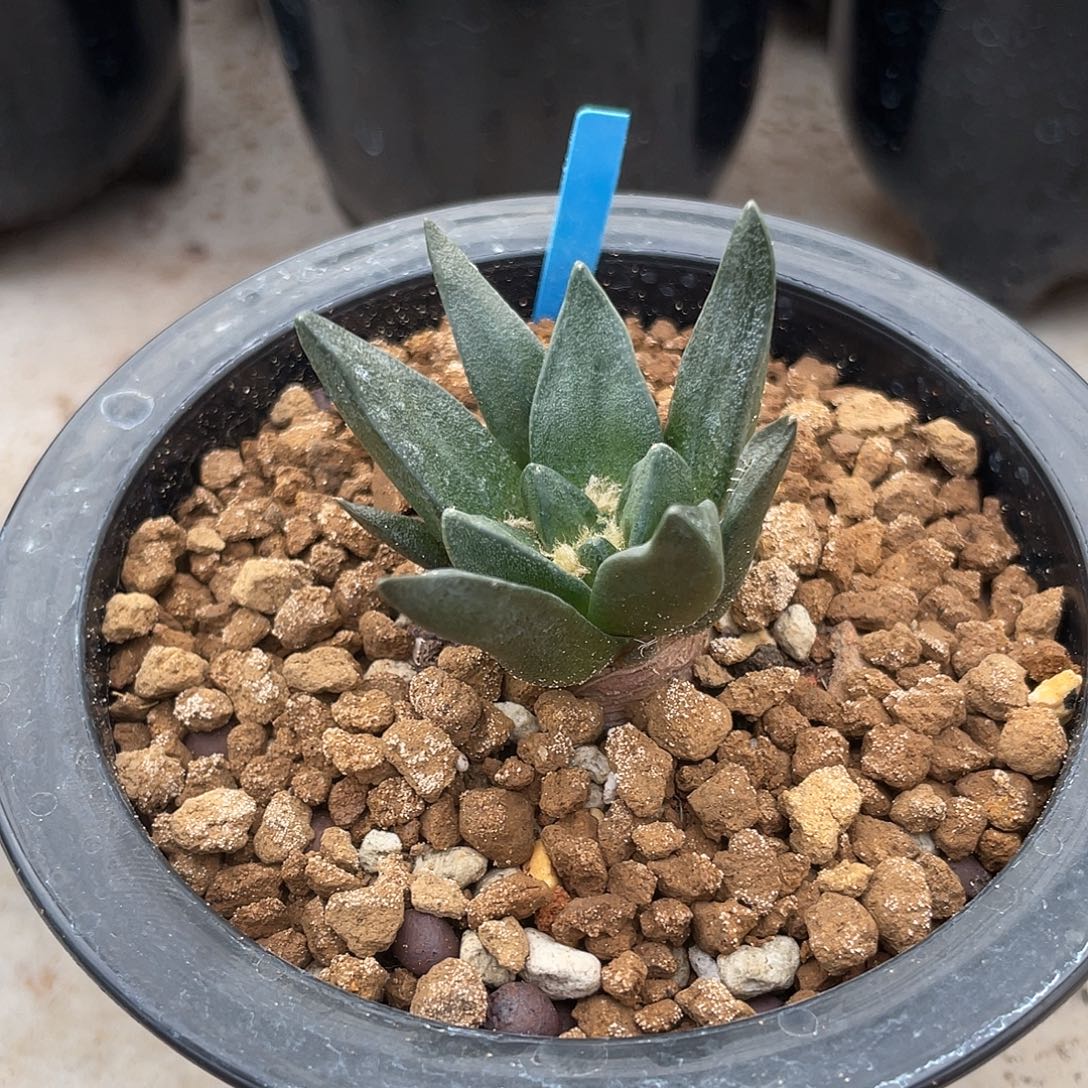 5cm实生龙角牡丹一物一拍