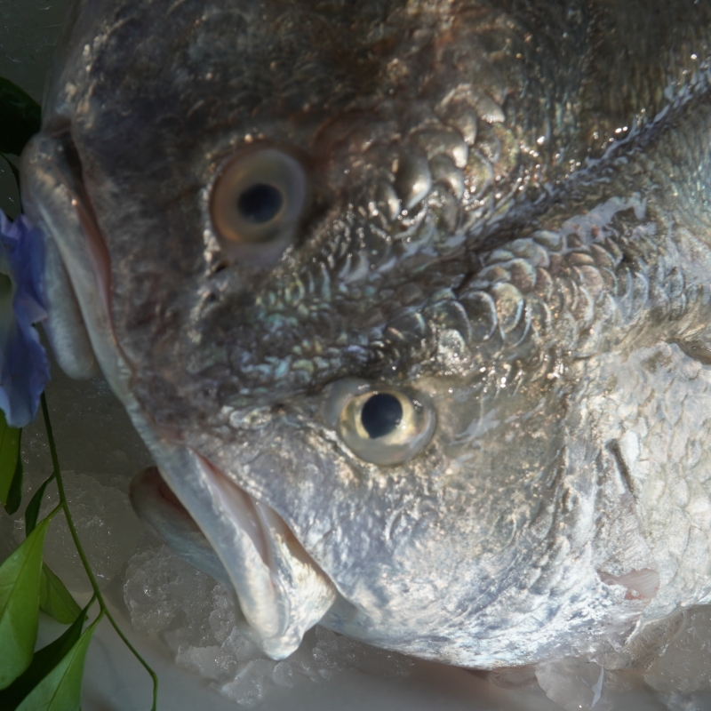 3斤鱼头【白花鱼】火锅 豆腐汤 剁椒 红烧 原产地当天发货