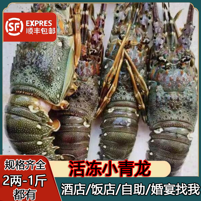 小青龙鲜活急冻红龙超大肉多鲜活冷冻新鲜青龙虾活冻奥龙澳洲龙虾