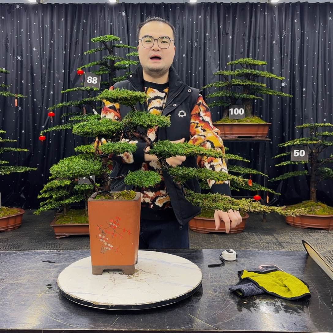 龙爪松高端造型盆景