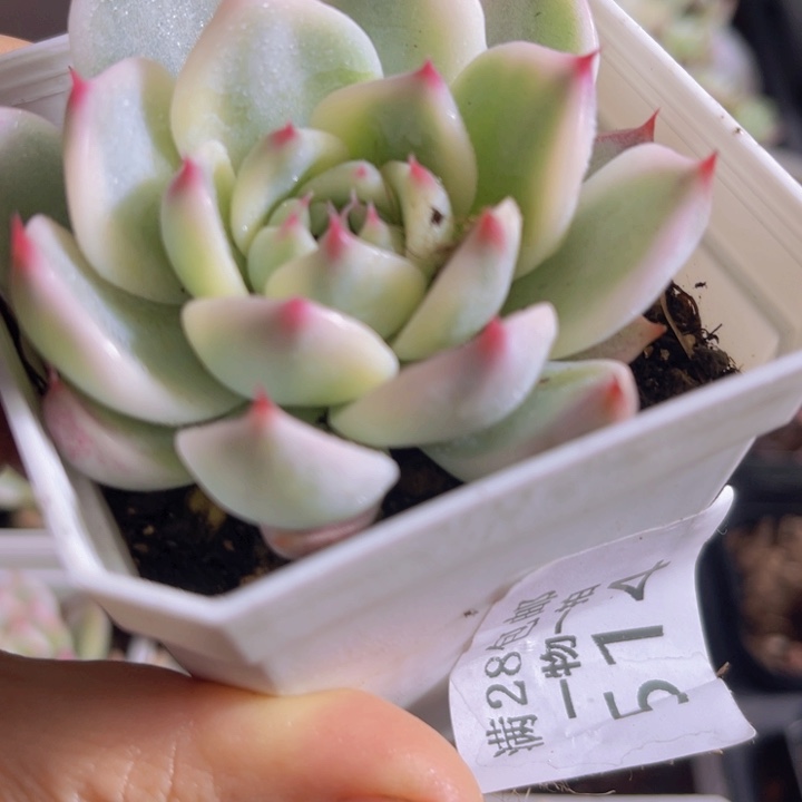 吉娃娃款锦多肉植物514