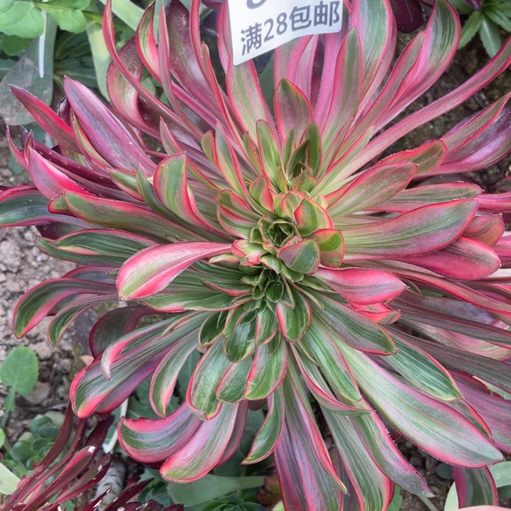 847巫毒拉丝缀嫁接三号棚