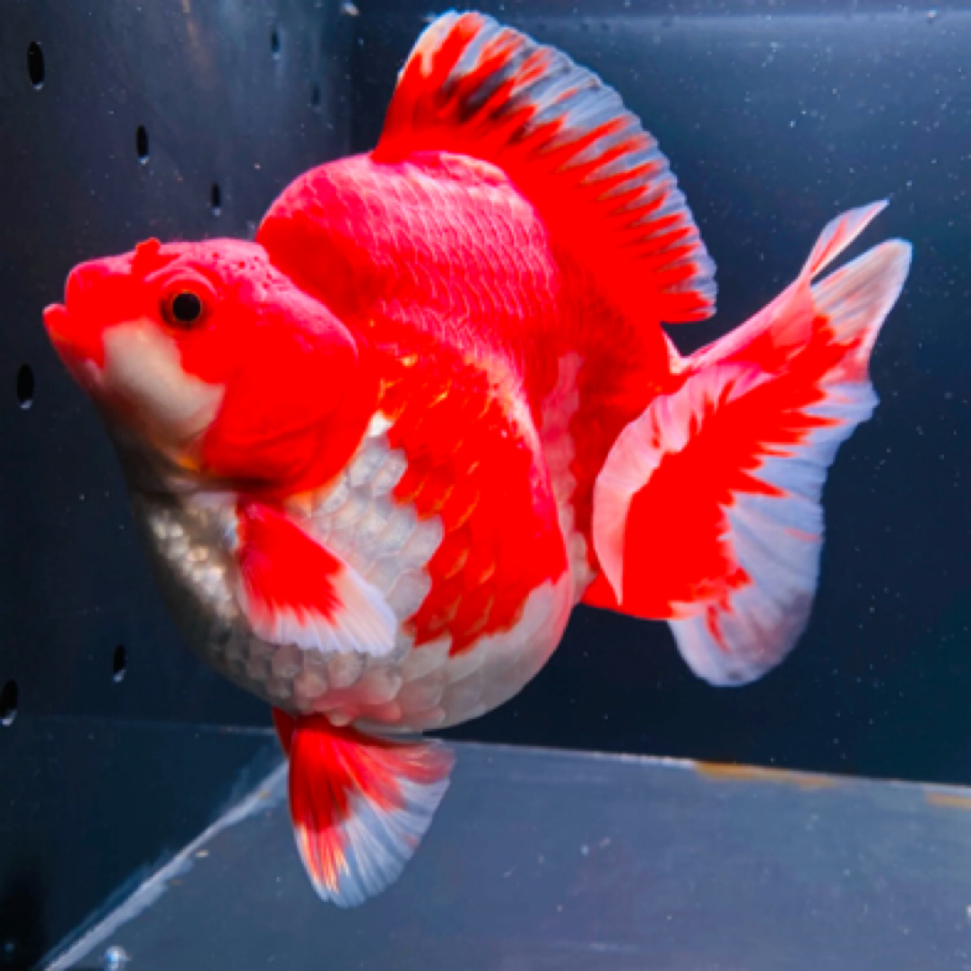 【高级奢华】高货超大号保7尾金鱼8-10厘米 超顶颜色随机混搭不指定