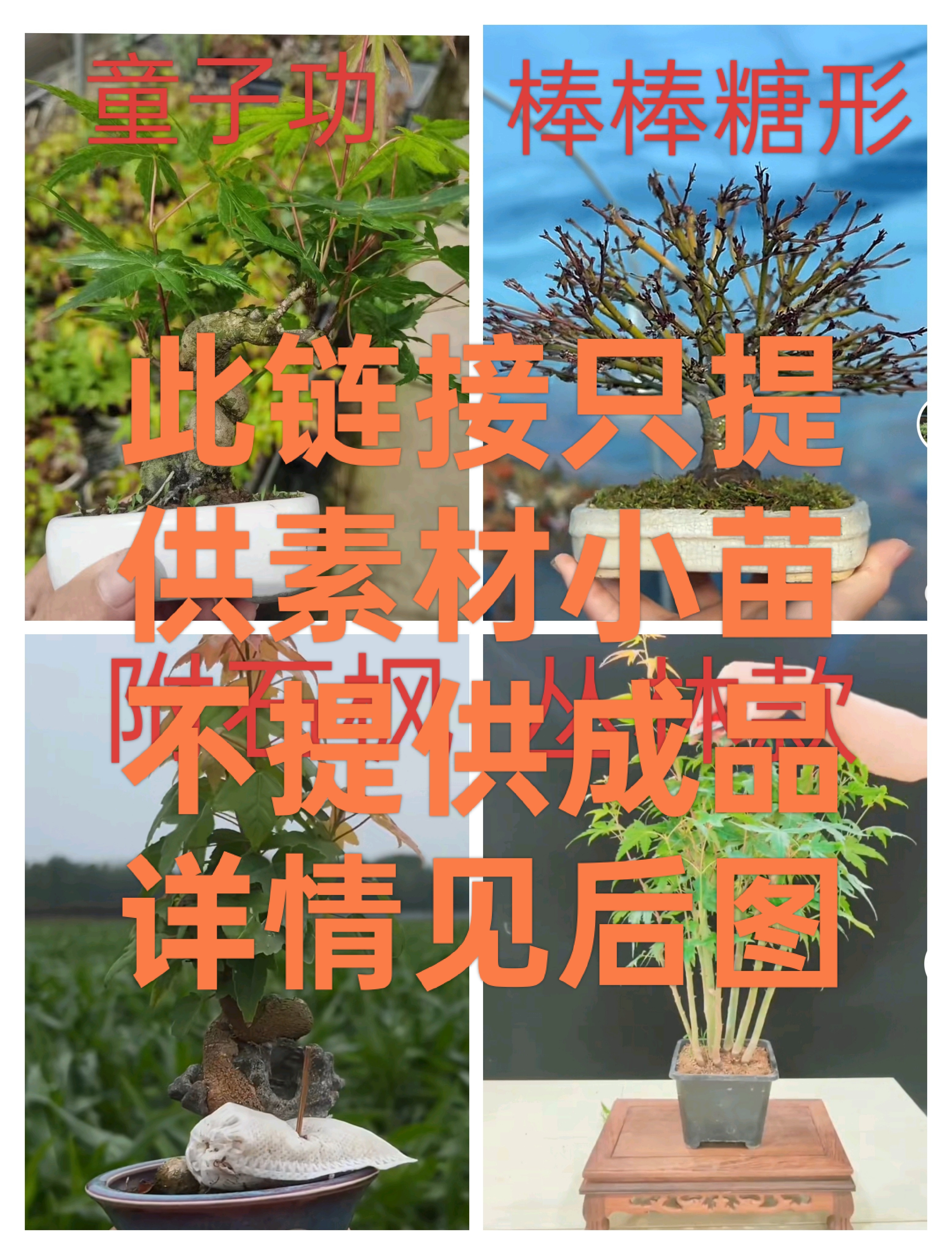 ［四季枫景］拍一发五鸡爪槭素材