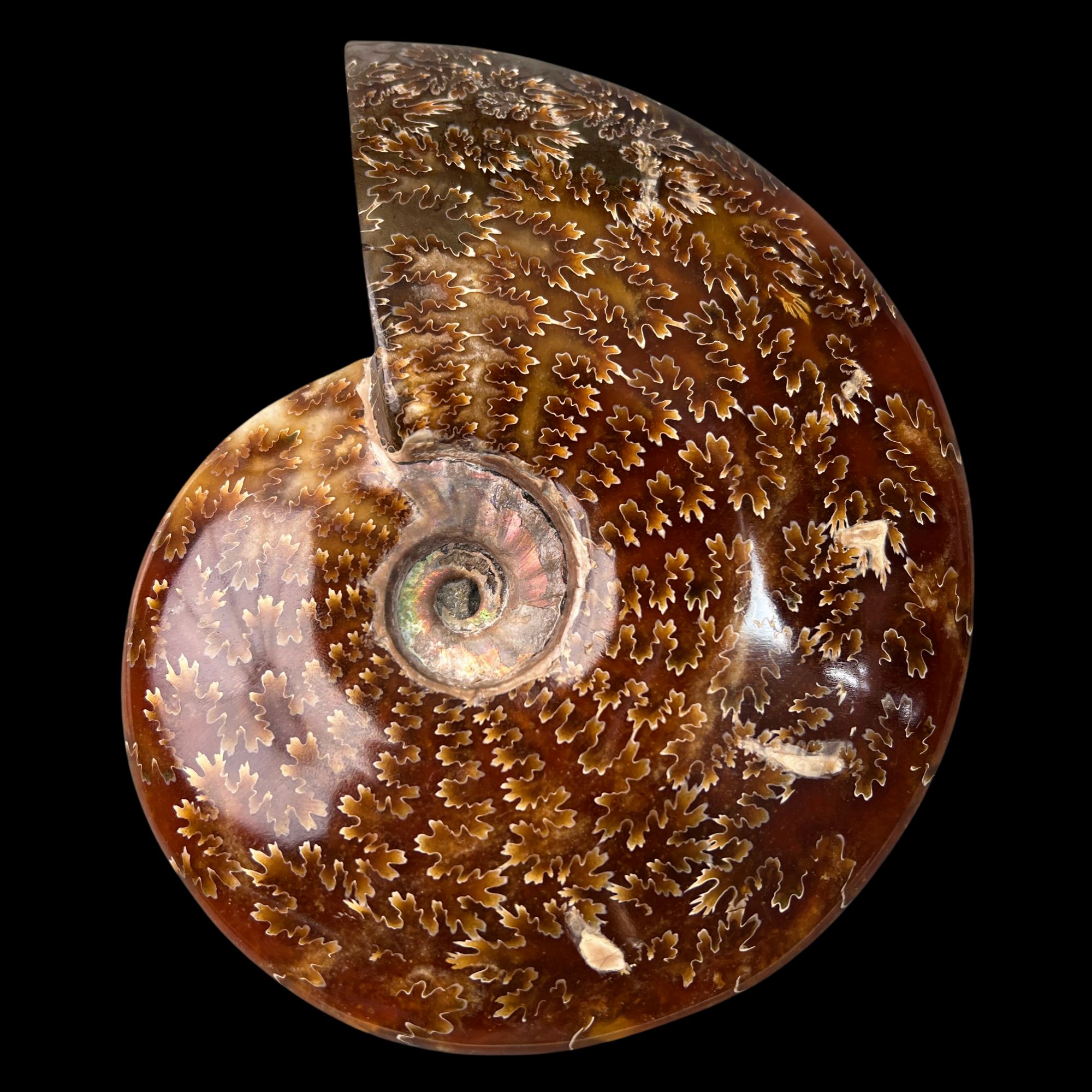 【 叶菊石（摆件）】157.9mm 玉化 马达加斯加 BZ 古贝壳N-1 H8