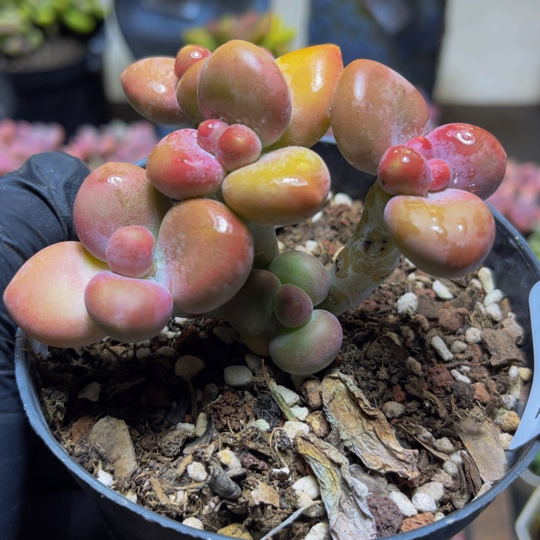 141KK奶酪8厘米多肉