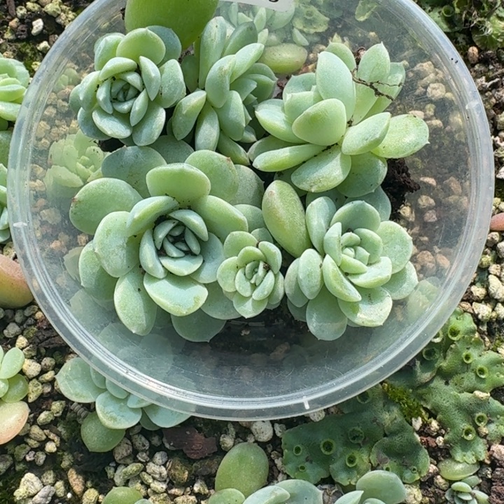 是***啊025白冰饭盒一组四颗