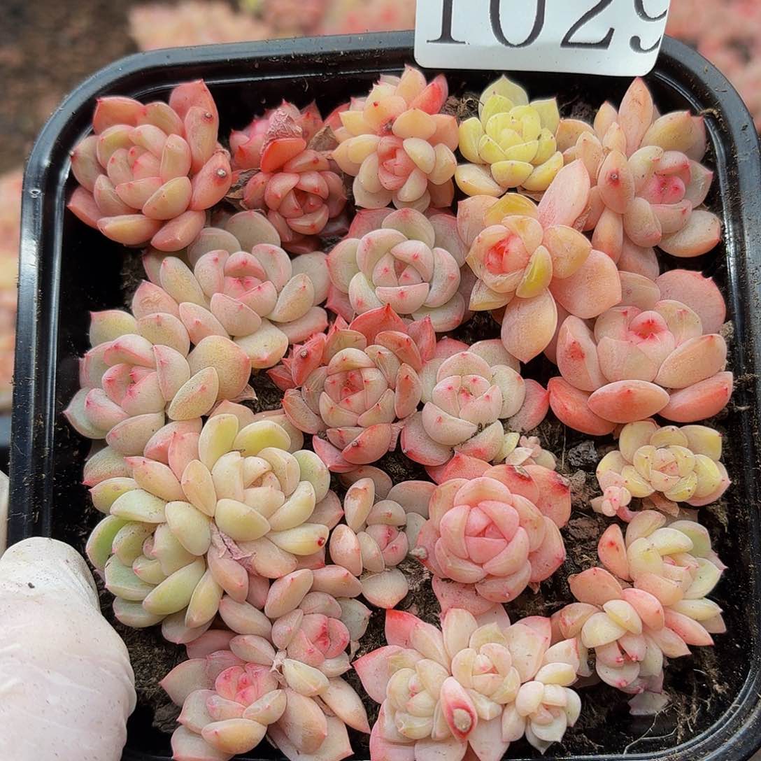 多肉植物多肉植物1029