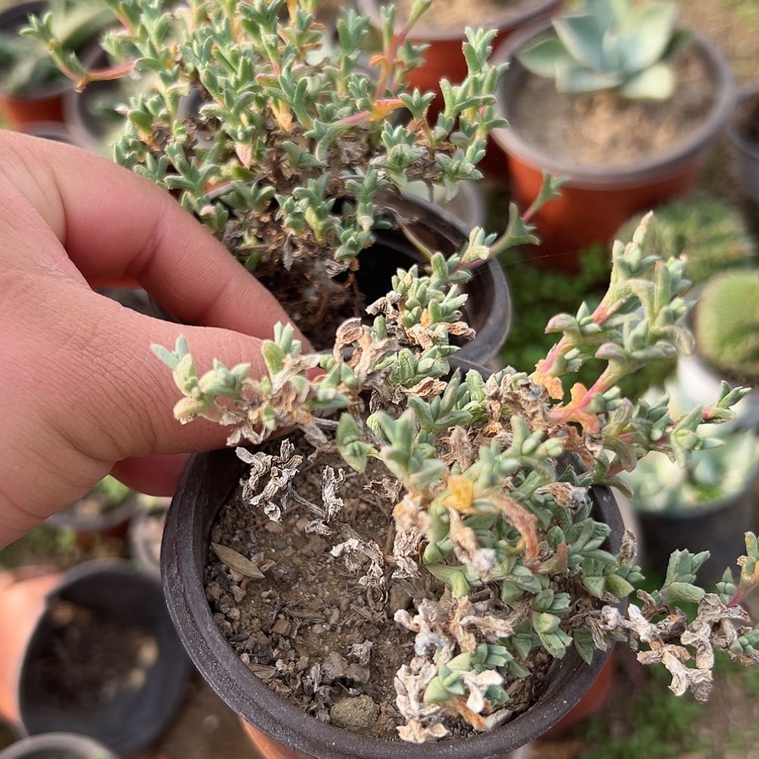 ´***匠多肉植物多肉植物