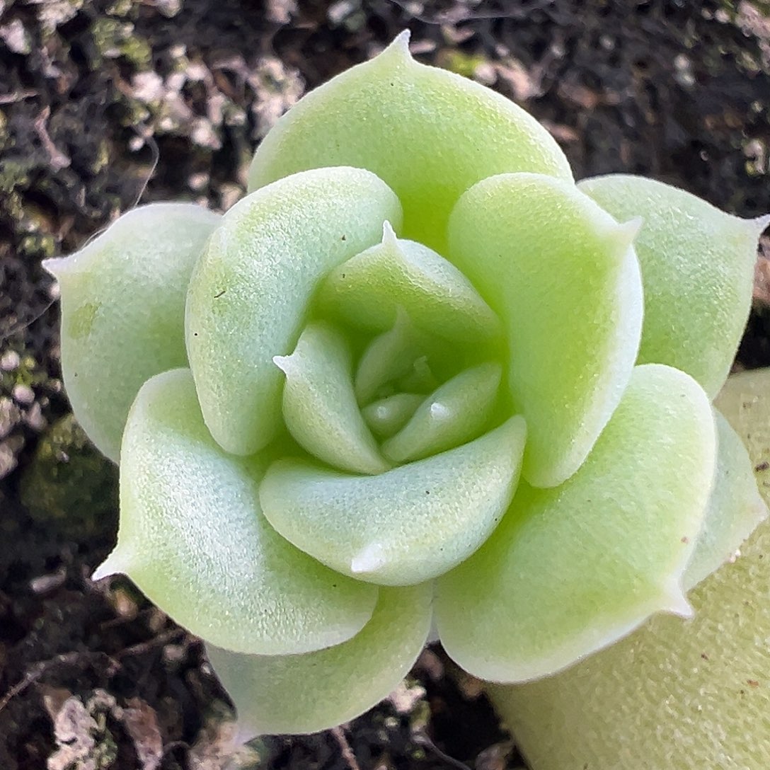 开播福利 新品麦7。