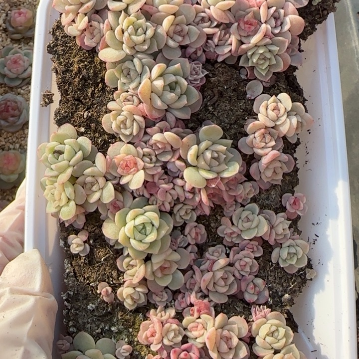14号王者系列种播苗一盒