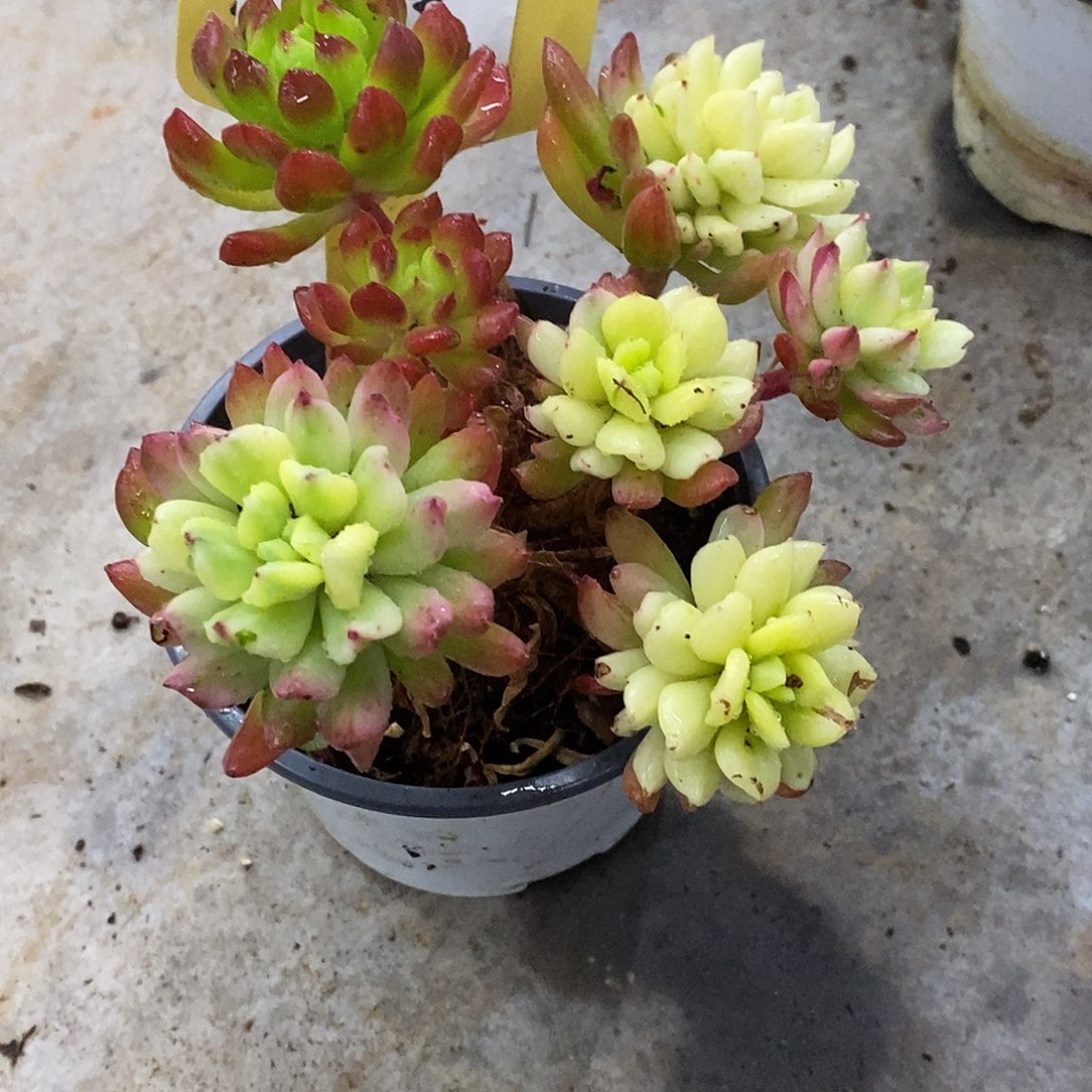 芯***心164哈哈哈哈哈哈哈哈哈