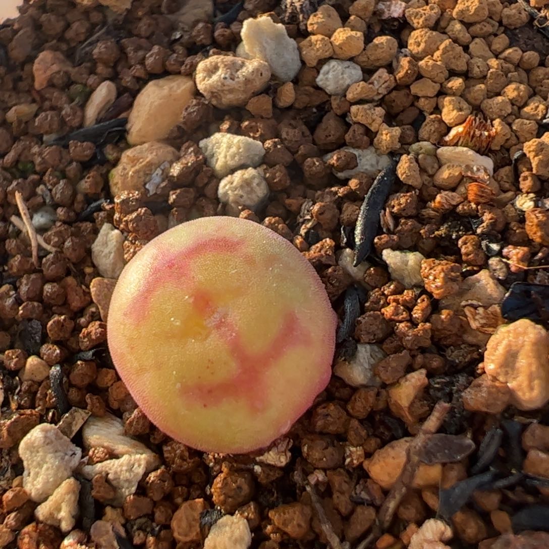 Ss1209超级紫猴多肉植物百科