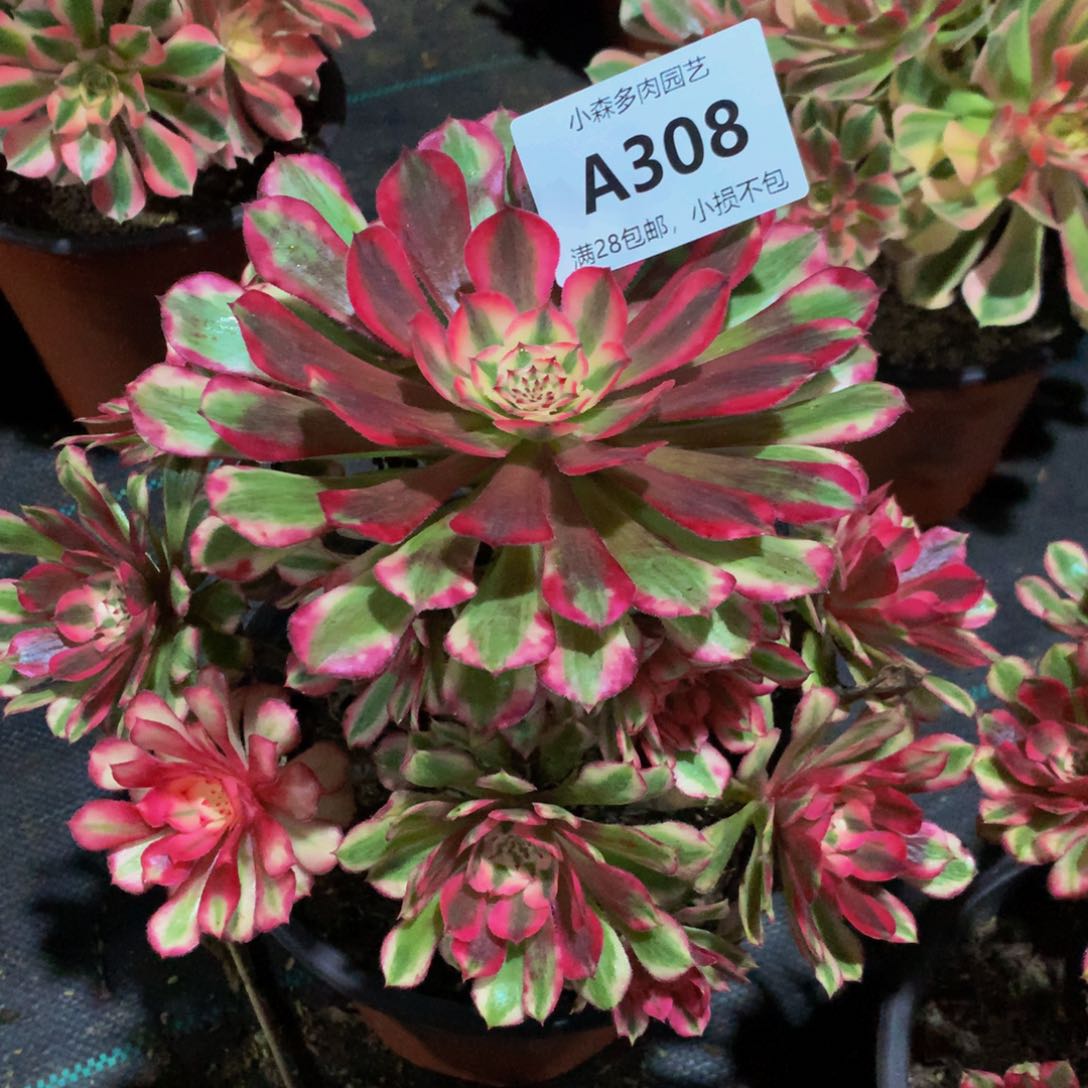 悸****.308红彤888888888