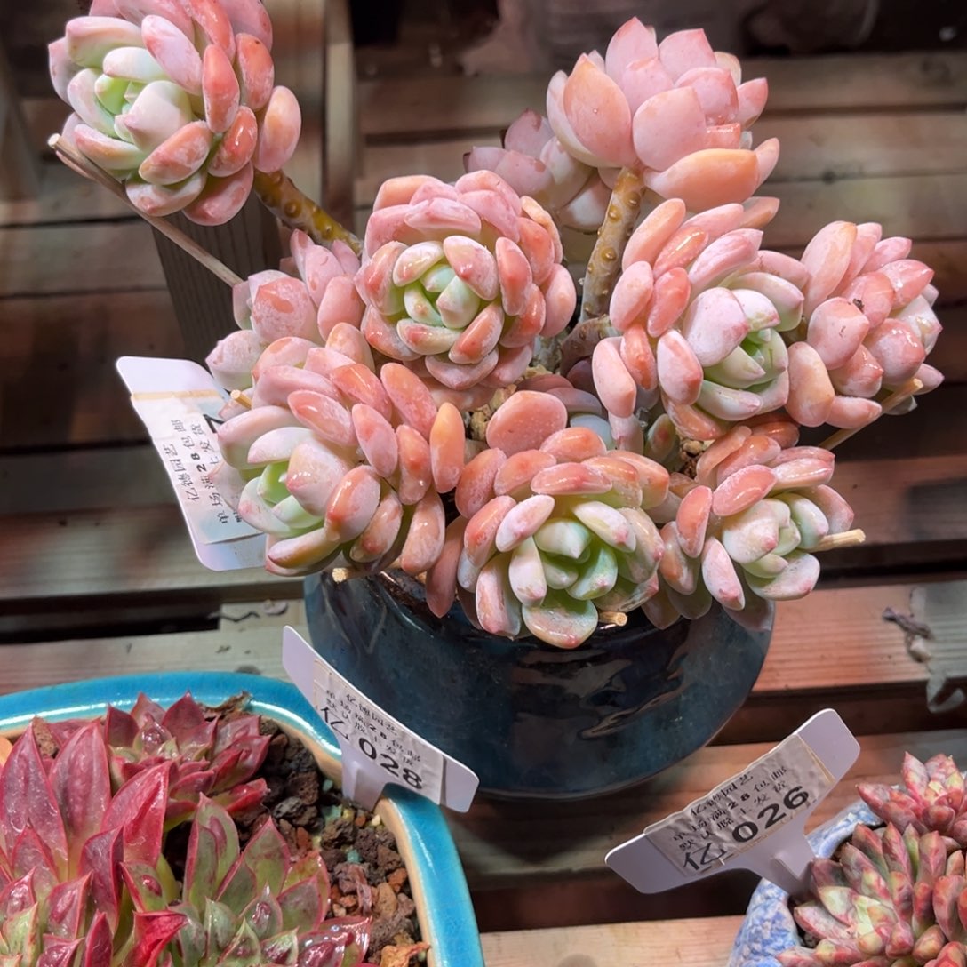 露凝香多肉植物duijinn