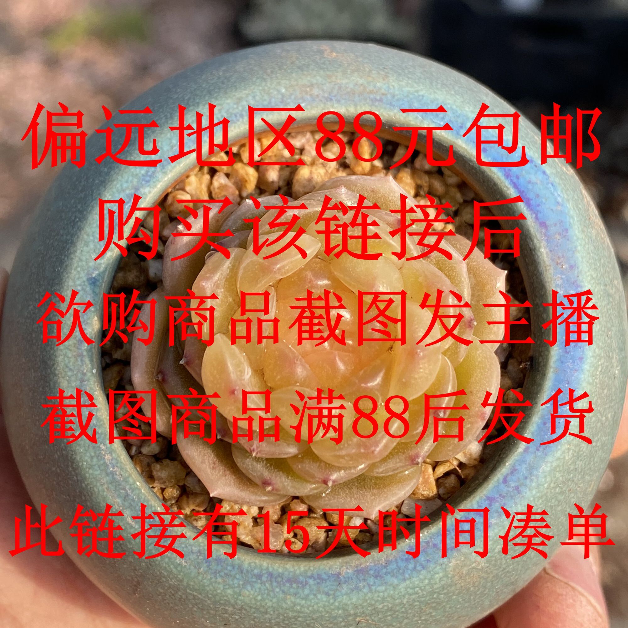 多肉植物偏远地区预购链接，拍下后需购商品发主播