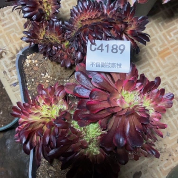 【闪购商品】4189两棵多肉