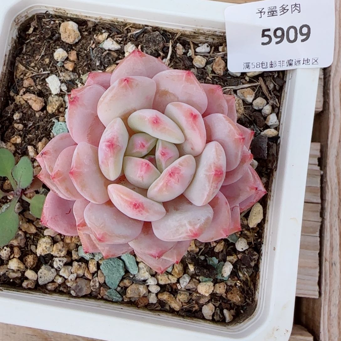 星星橙，5909多肉植物