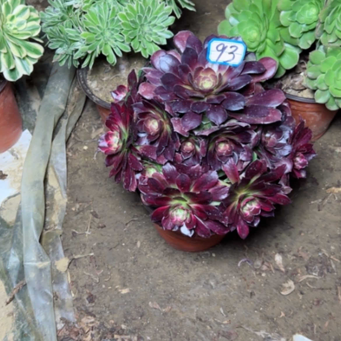 【闪购商品】多肉植物阴阳93