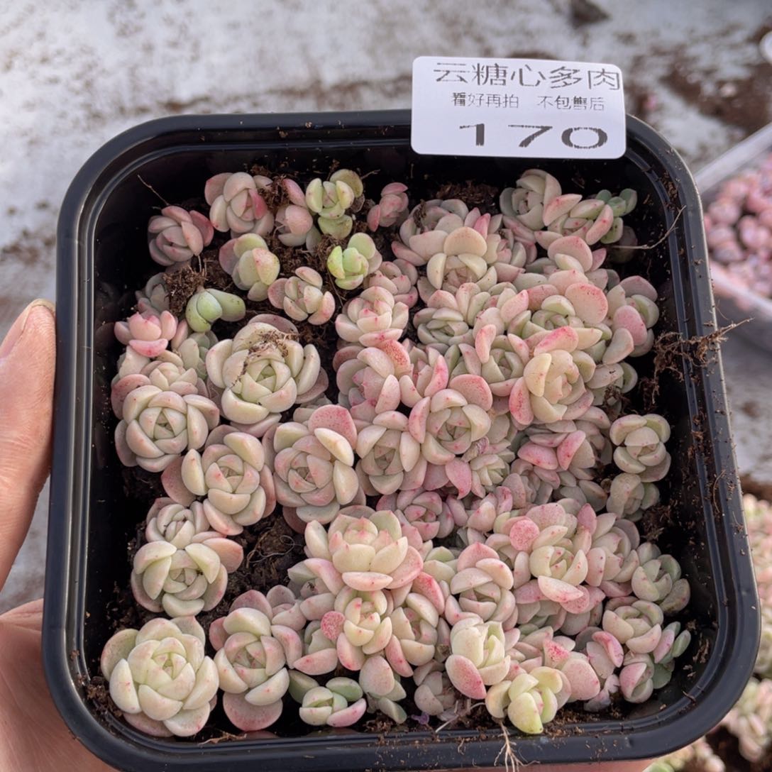 云糖心多肉植物170