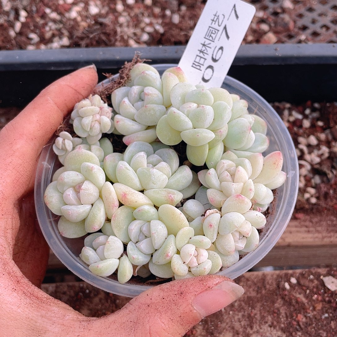 多肉植物多肉植物677