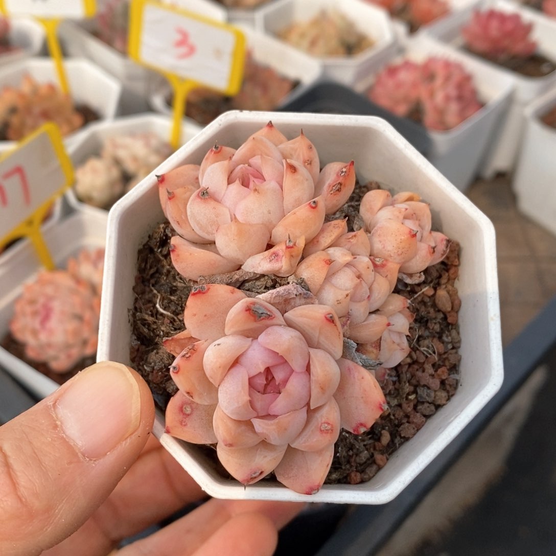 精品多肉一物一拍不包整12