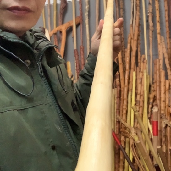 品***生白龙柏鞭杆长141厘米