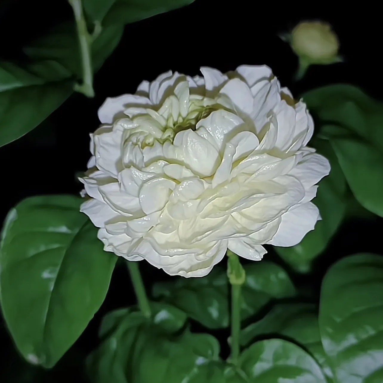三叶轮生虎头茉莉多重瓣虎头茉莉盆栽开花浓香带花苞室内外好养