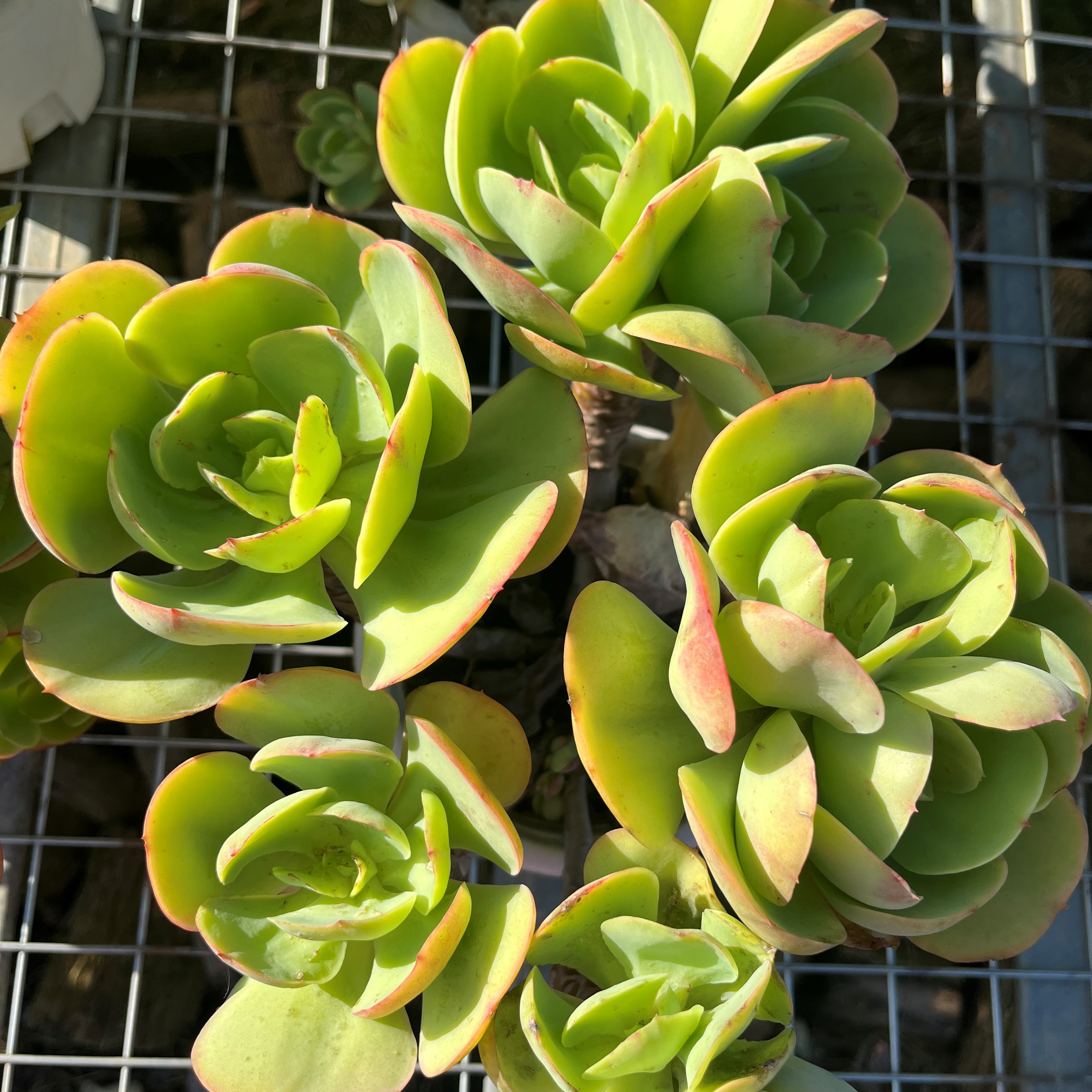 甜美多肉盆栽碧桃适合庭院种植空气耐旱云南多肉