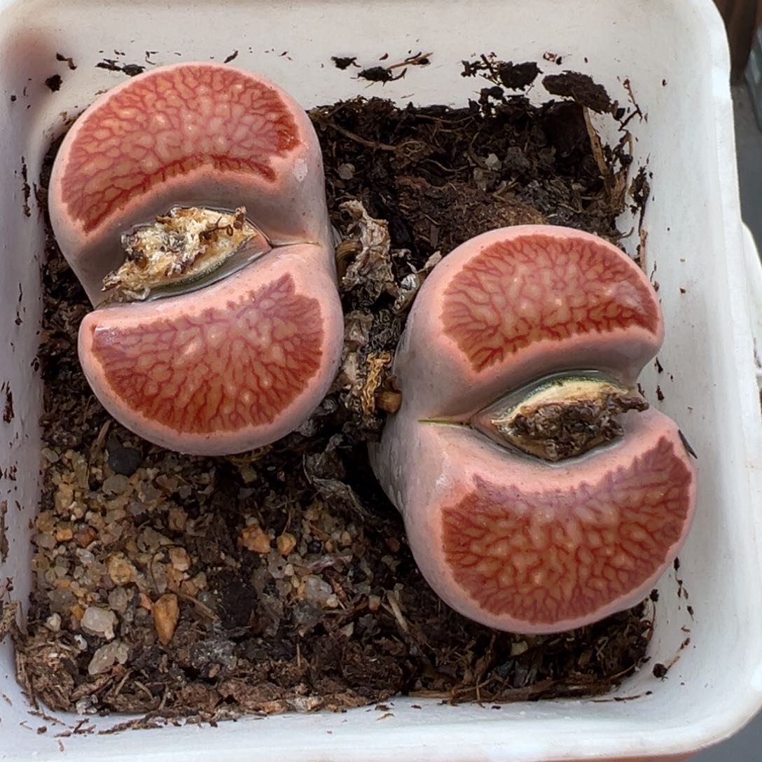 1.16好看的多肉142