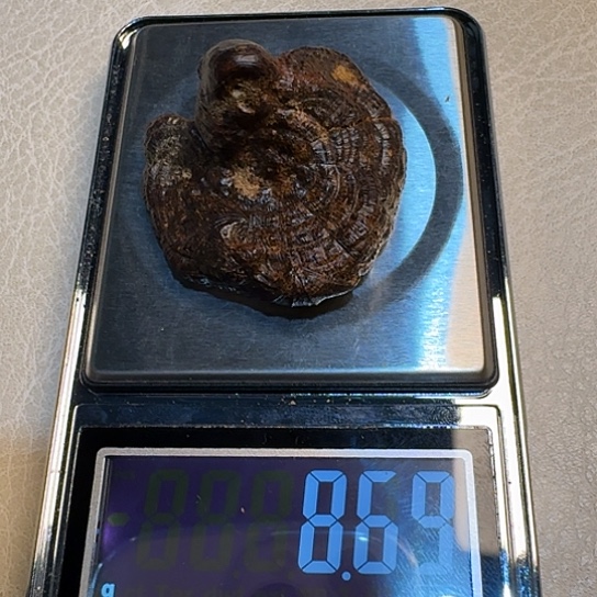 静水老加里曼丹8.6克！！！