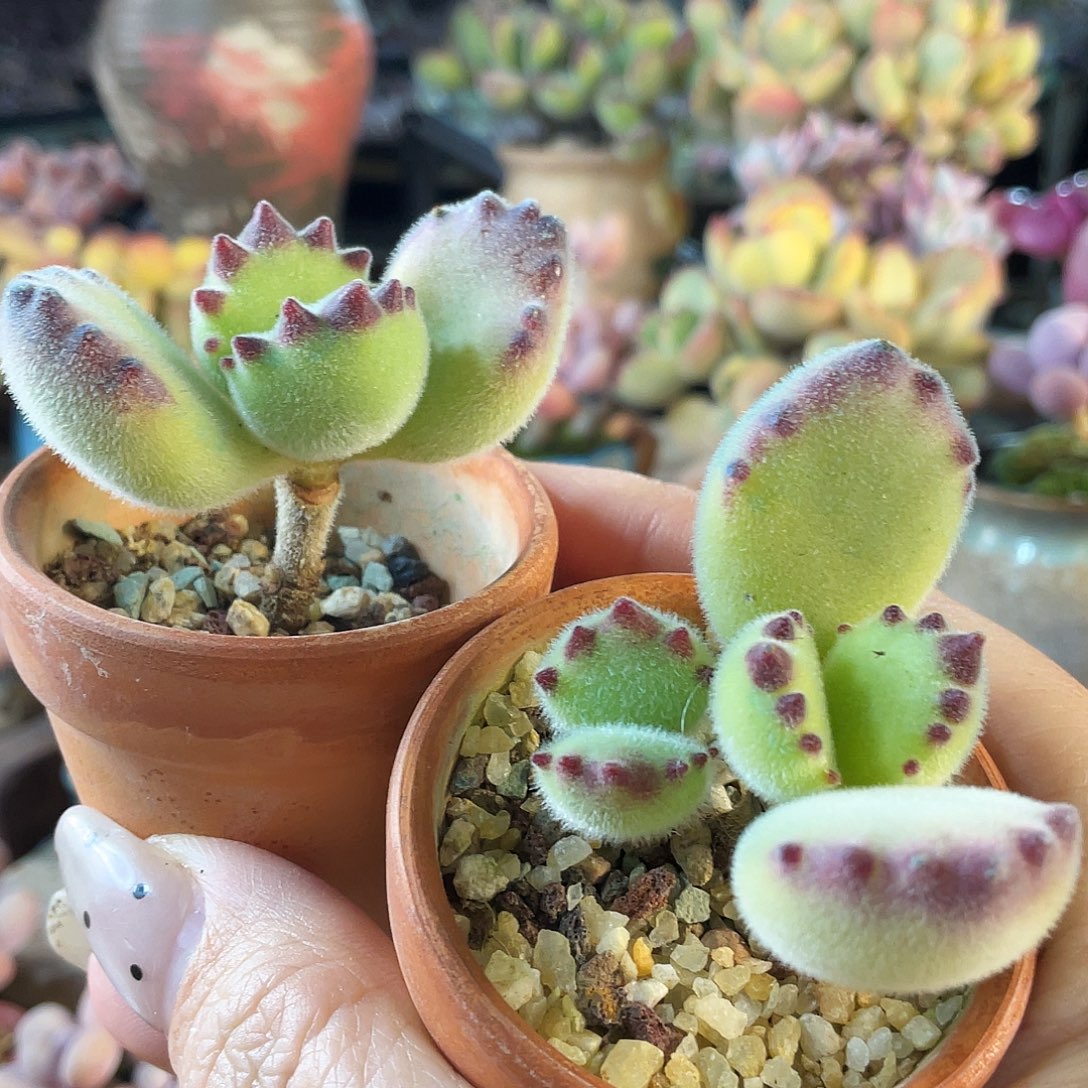 草***灰多肉植物的生长发育和生长发育等方面的研究