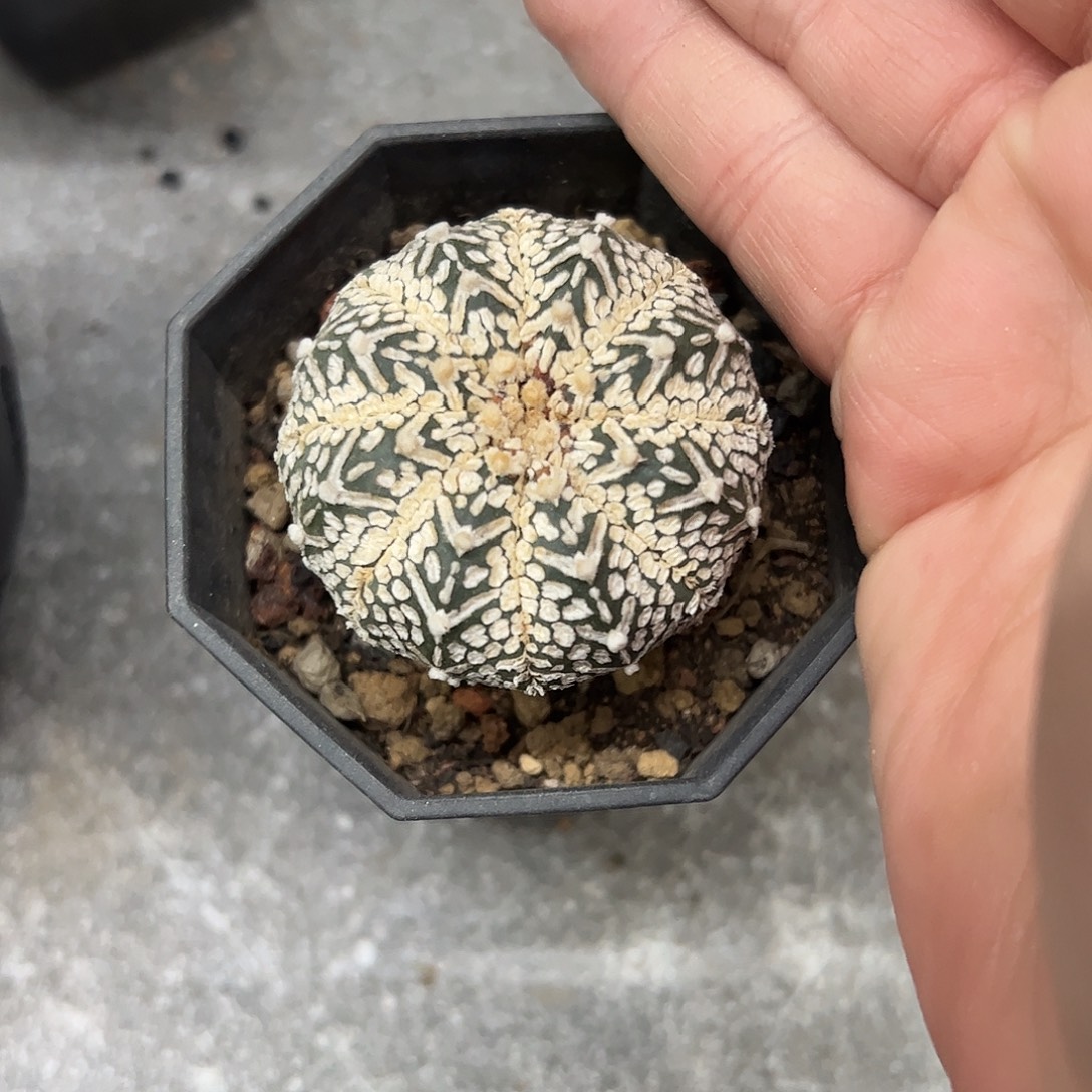 是***）V兜仙人球6688888