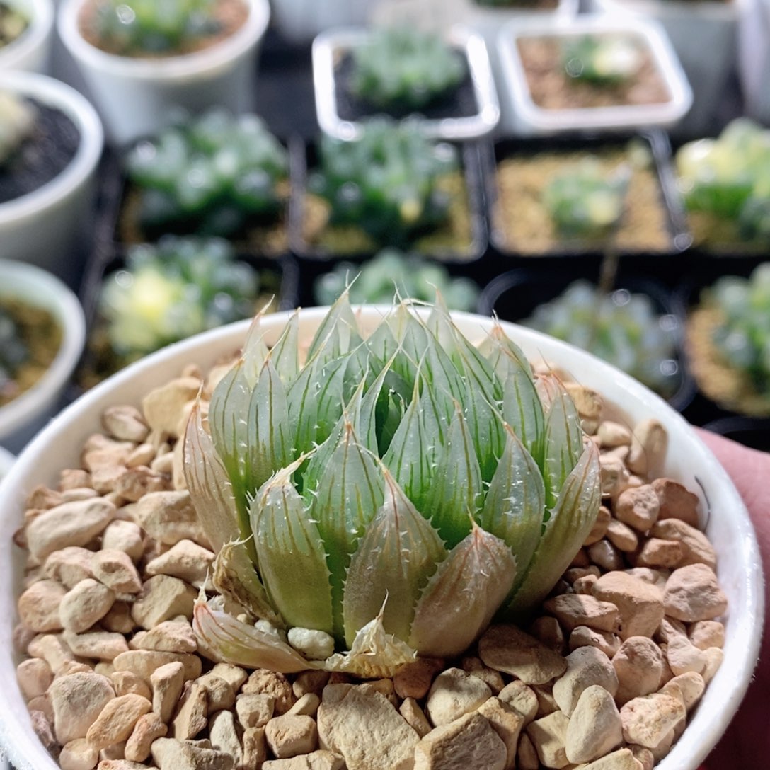 钻石实生针管玉露