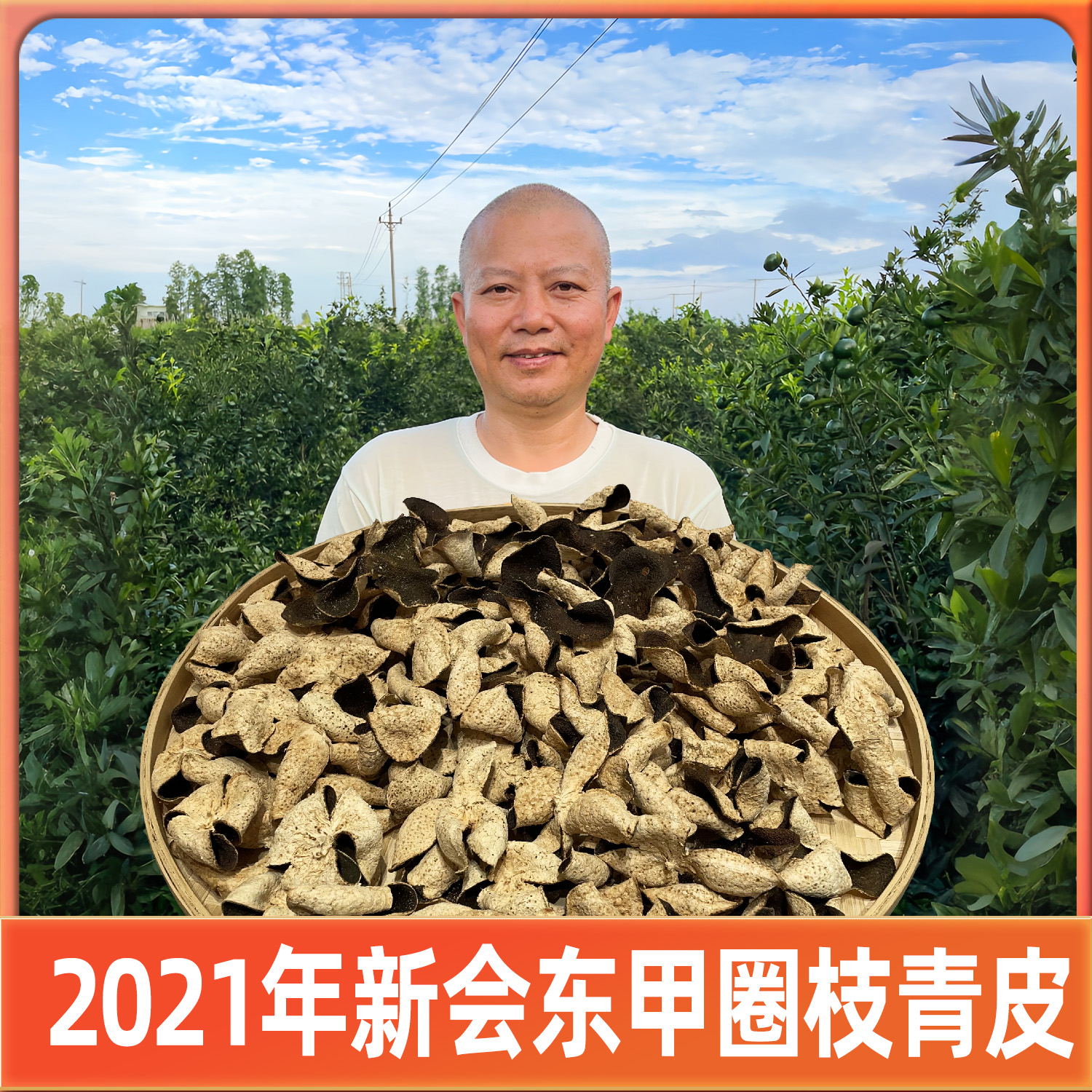 2021年新会东甲圈枝青皮（干仓生嗮陈皮）